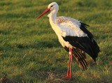 Ooievaar-5997