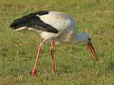 Ooievaar-5673