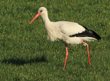 Ooievaar-8232