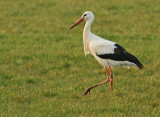 Ooievaar-2E677