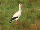Ooievaar-3E211