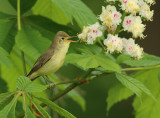 Spotvogel 3