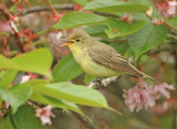 Spotvogel 4