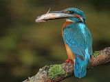 IJsvogel 8