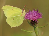citroenvlinder 1