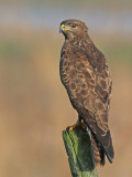 Buizerd 28