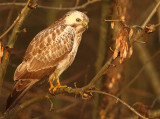 Buizerd 29
