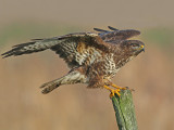 Buizerd 30