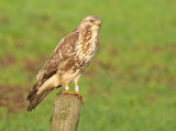 Buizerd FA