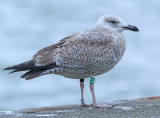 Zilvermeeuw groen cy