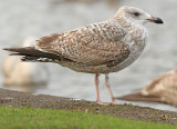 Zilvermeeuw-5511162