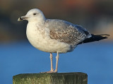 Pontische Meeuw 55