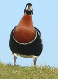 Roodhalsgans frontal
