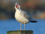 Pontische Meeuw 56