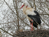 Ooievaar-2E555