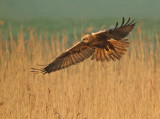 Bruine Kiekendief 24