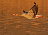 Grauwe Gans 1