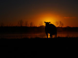 Schaap 2