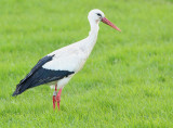 Ooievaar-9495