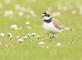 Kleine Plevier 6