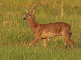 Ree 9
