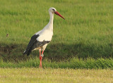 Ooievaar-6813