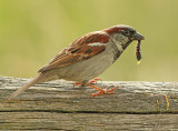 Huismus 7