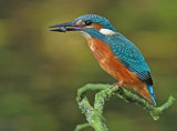 IJsvogel 12