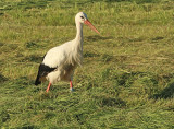 Ooievaar-8535