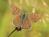 Bruine Vuurvlinder 1