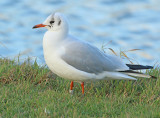 Kokmeeuw-AF872