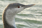 Roodkeelduiker 1