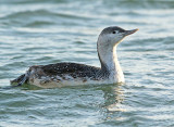 Roodkeelduiker 3