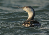 Roodkeelduiker 4