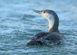 Roodkeelduiker 5