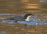 Waterspreeuw 2