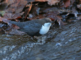 Waterspreeuw 6