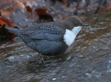 Waterspreeuw 9