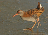 Waterral 8