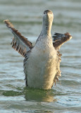 Roodkeelduiker frontal