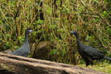 Black Guan Encounter