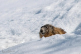 Marmotte des Alpes - Marmota marmota