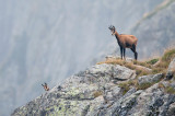 Chamois des Alpes - Rupicapra rupicapra - Alpine chamois