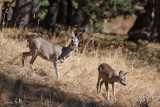 Chevreuil europen - Capreolus capreolus - Roe deer 