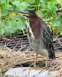 Green Heron in Pond - cropped