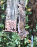 Squirrel on feeder - IMG_0627
