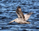 Pelican in Flight - IMG_1497