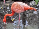 Flamingo - IMG_2422