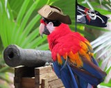 Pirate Parrot  with flag & canon - JPG - IMG_6438