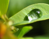 Water on leaf - IMG_1592